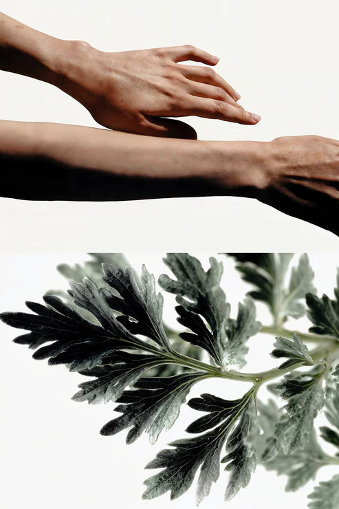Ingredienti profumo Headspace Absinthe - assenzio, narciso, vetiver e cuoio